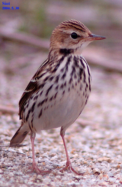Pechora Pipit