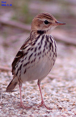Anthus gustavi