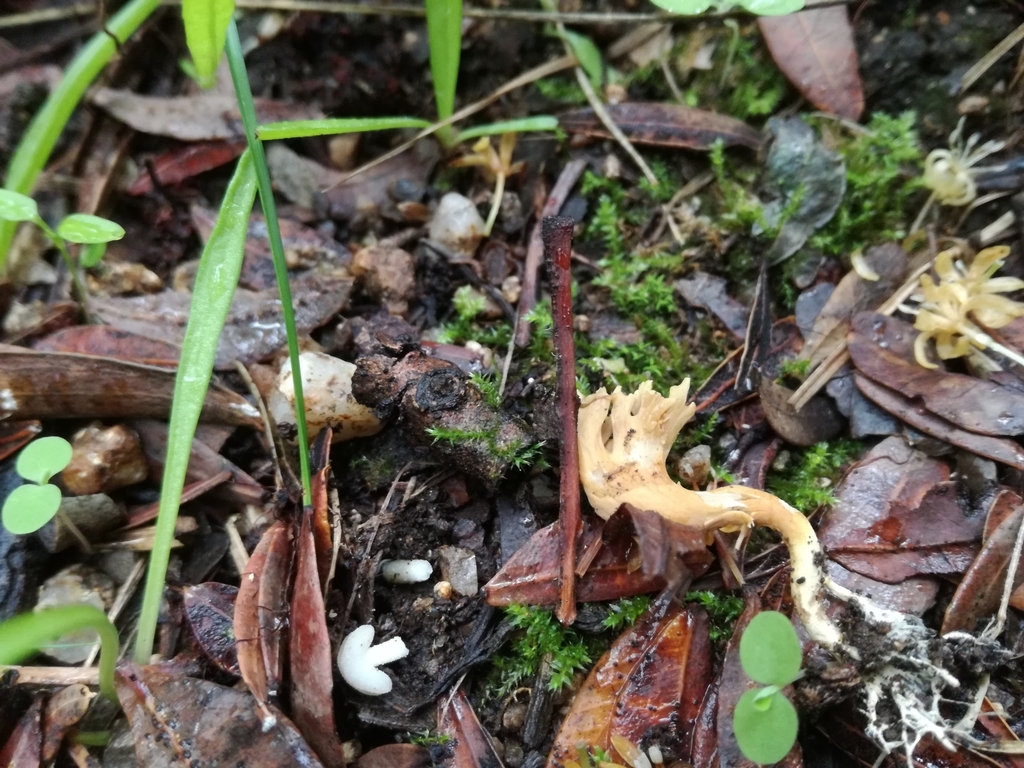 Phaeoclavulina clavarioides