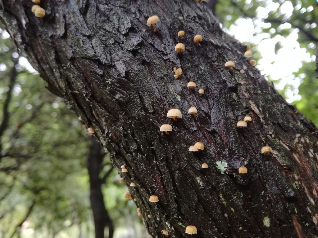 Mycena juniperina