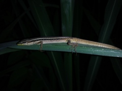 Takydromus sexlineatus