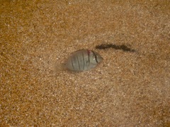 Acanthurus triostegus sandvicensis