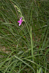 Gladiolus palustris