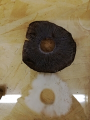 Asproinocybe