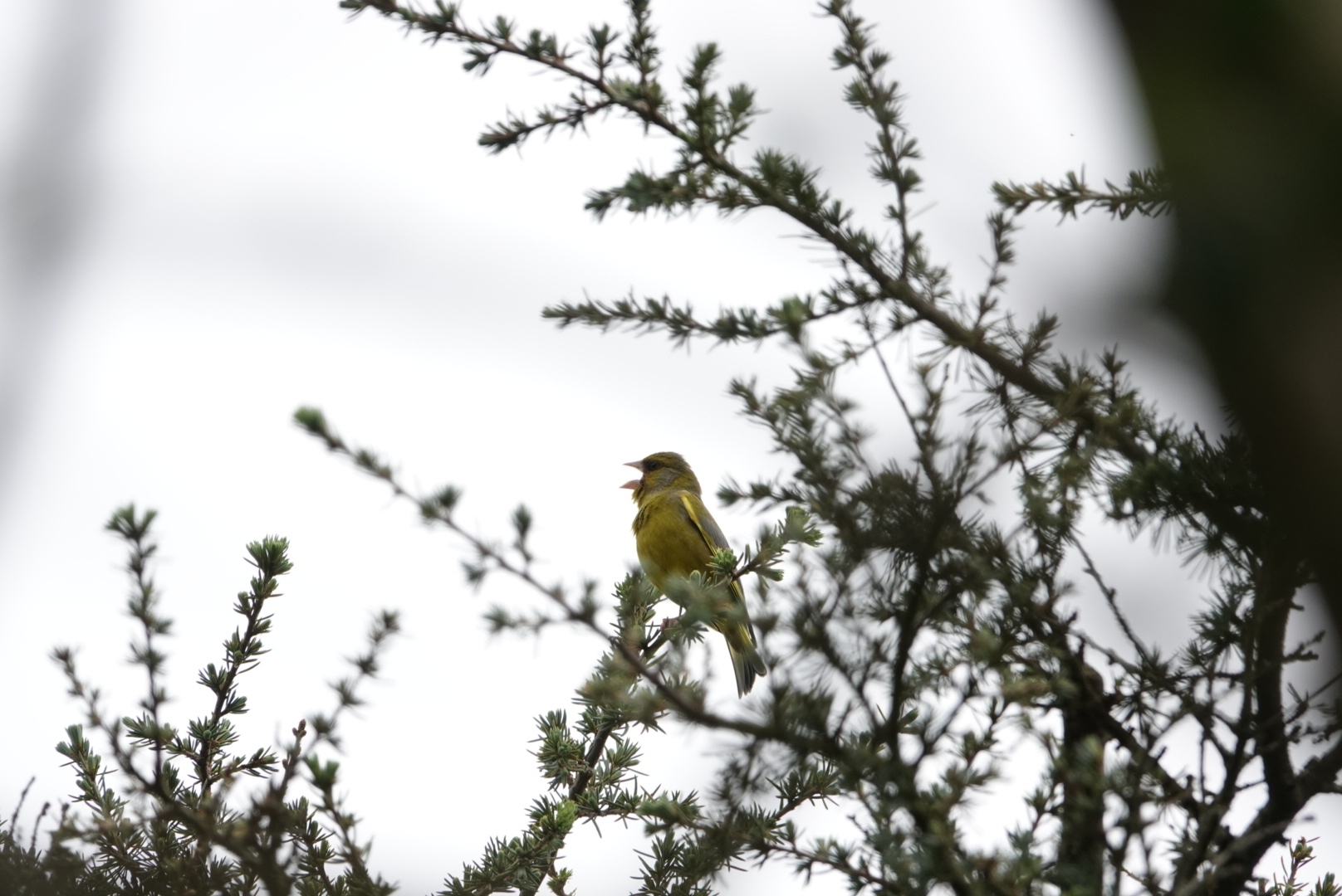 European Greenfinch