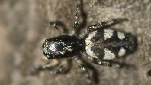 Representative image of Salticus