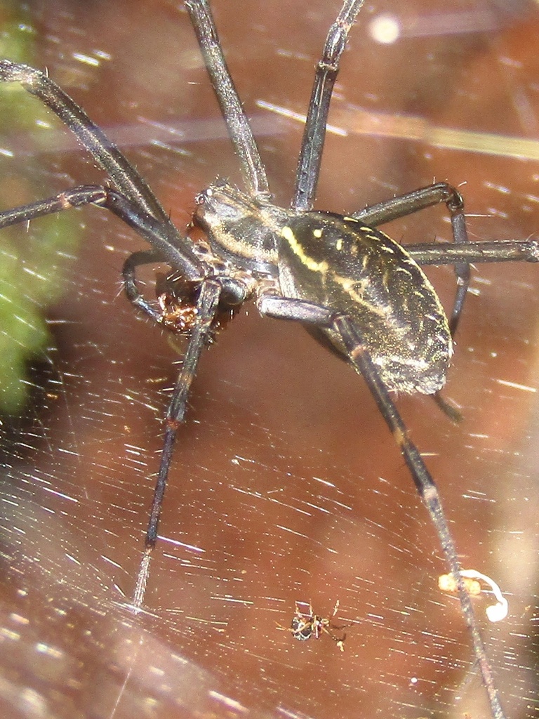 Corasoides