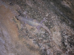 Hemidactylus frenatus