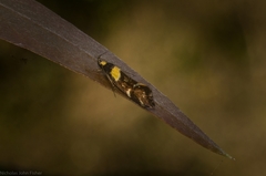 Epithymema helias