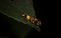 Epithymema helias