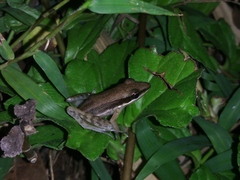 Indosylvirana nicobariensis