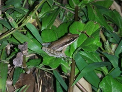 Indosylvirana nicobariensis