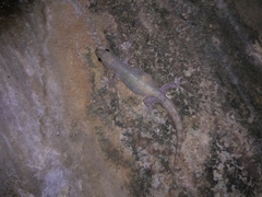 Hemidactylus frenatus