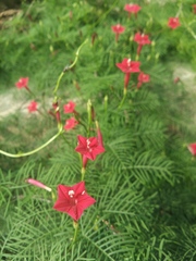 Ipomoea quamoclit