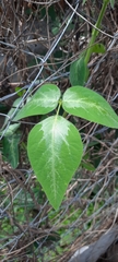 Desmodium uncinatum image