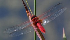 Urothemis signata insignata