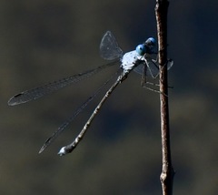 Lestes praemorsus