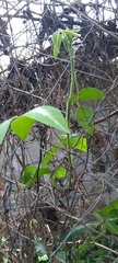 Desmodium uncinatum image