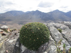 Oldenburgia paradoxa