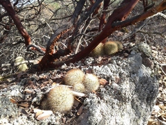 Mammillaria densispina