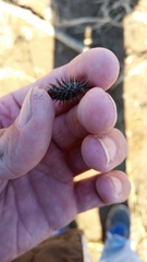 Xanthium strumarium canadense