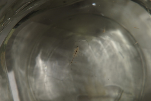 Artemia urmiana