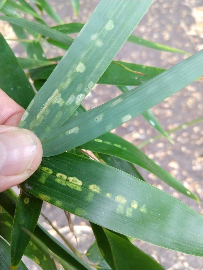 Bamboo spider mite