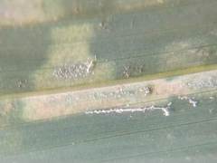 Stigmaeopsis celarius