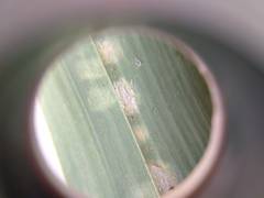 Stigmaeopsis celarius