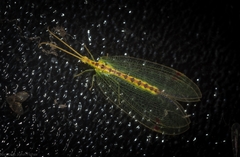 Norfolius howensis