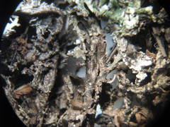 Cladonia phyllophora image