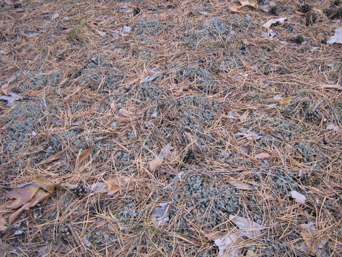 Cladonia phyllophora image