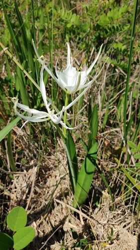 Godfrey's spiderlily (Hymenocallis godfreyi)