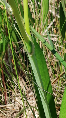 Image of Hymenocallis godfreyi by (c) Scott Allen Davis, some rights reserved (CC BY)
