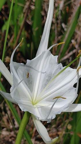 Image of Hymenocallis godfreyi by (c) Scott Allen Davis, some rights reserved (CC BY)