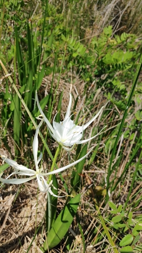 Image of Hymenocallis godfreyi by (c) Scott Allen Davis, some rights reserved (CC BY)