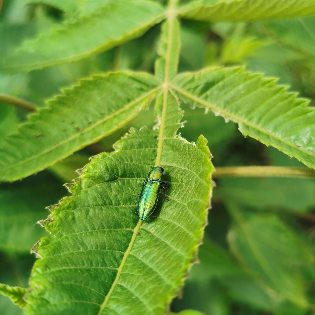Polyctesis strandi