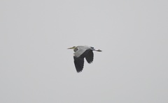 Ardea cinerea