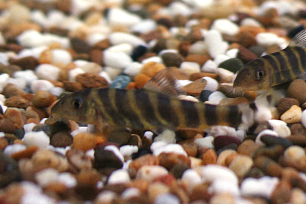 Bengal Loach