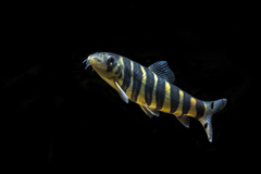 Bengal Loach photo 2