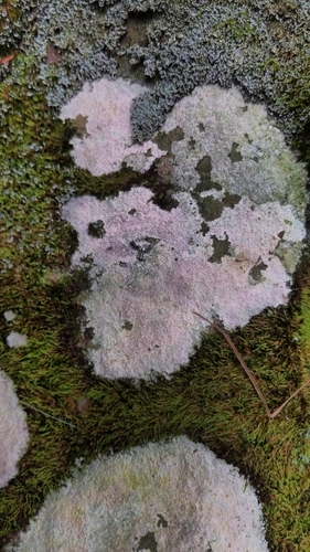 Trapelia placodioides image