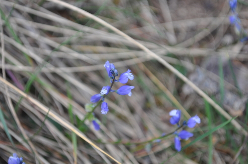 Image of Chalk Milkwort by (c) Josep Gesti, some rights reserved (CC BY-SA)