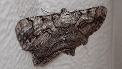 Cymatophora approximaria