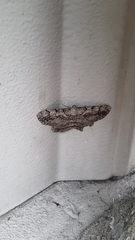 Cymatophora approximaria