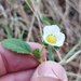 Fragaria mexicana - Photo (c) Bodo Nuñez Oberg, some rights reserved (CC BY-NC), uploaded by Bodo Nuñez Oberg