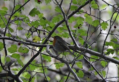 Erithacus rubecula