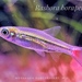 Red-tailed Rasbora - Photo (c) R.workoran, some rights reserved (CC BY-SA)