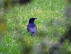 Corvus corone