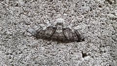 Cymatophora approximaria