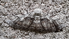 Cymatophora approximaria